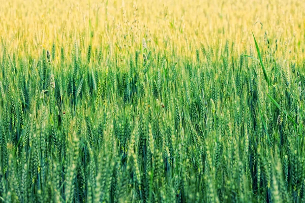 Zelená pšenice — Stock fotografie