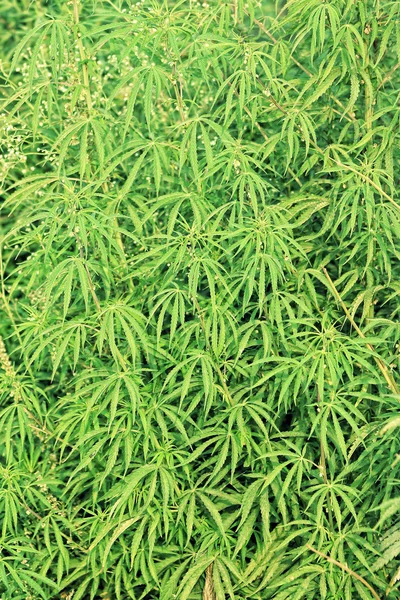 Cannabis verde — Fotografia de Stock