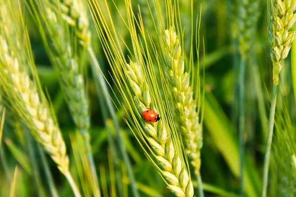 Uğur böceği ile buğday — Stok fotoğraf