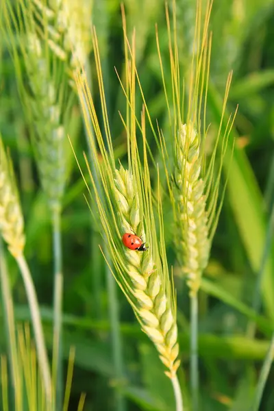 Uğur böceği ile buğday — Stok fotoğraf