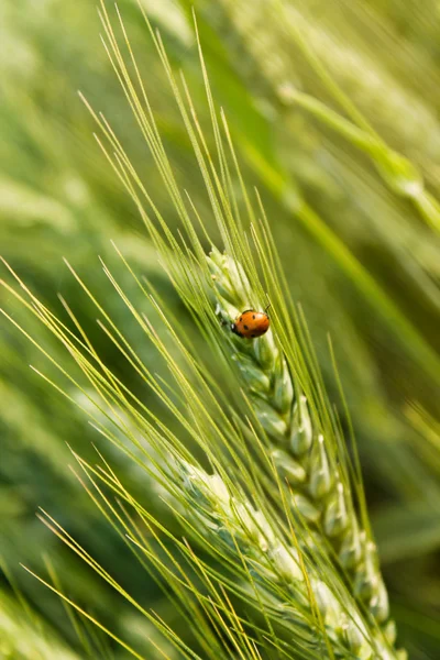 Пшеница с божьей коровки — стоковое фото