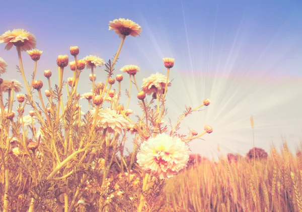 Bright flowers — Stock Photo, Image