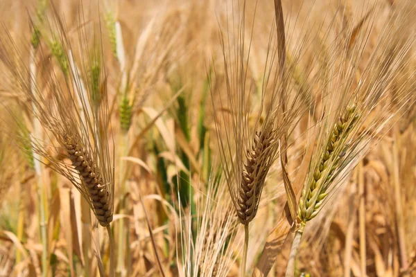 stock image Ripe wheat