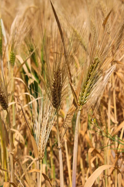 Zralé pšenice — Stock fotografie