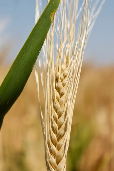Спелая пшеница — стоковое фото