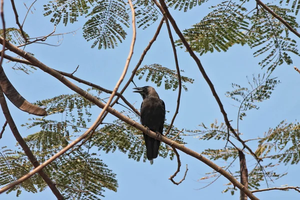 Cuervo y rama — Foto de Stock