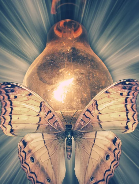 stock image Bulb with flying butterflies