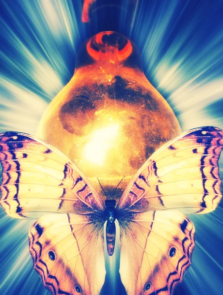 Lamppu lentävät perhoset — kuvapankkivalokuva