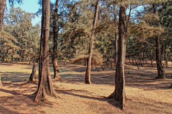 Skog — Stockfoto