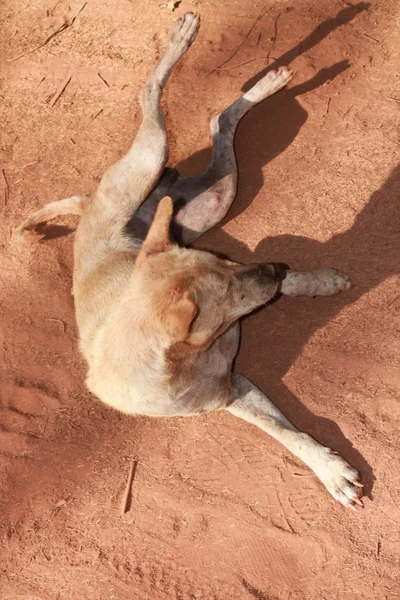 stock image Dog on sand