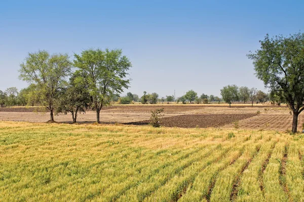 stock image Bright landscape