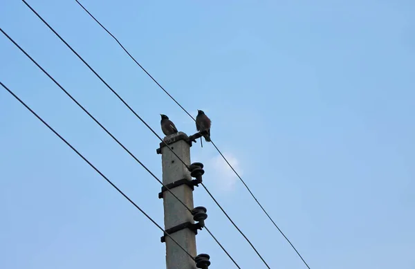 Două păsări — Fotografie, imagine de stoc