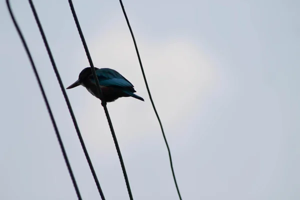 Птах на повідцях — стокове фото
