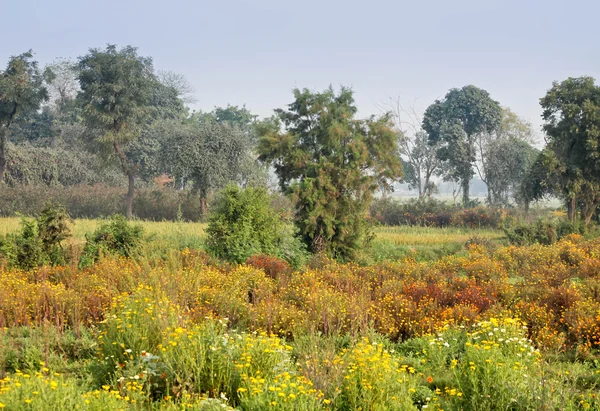 stock image Bright landscape