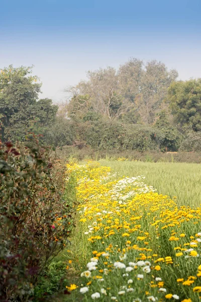 stock image Bright landscape