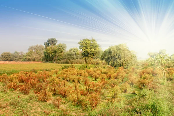 stock image Bright landscape