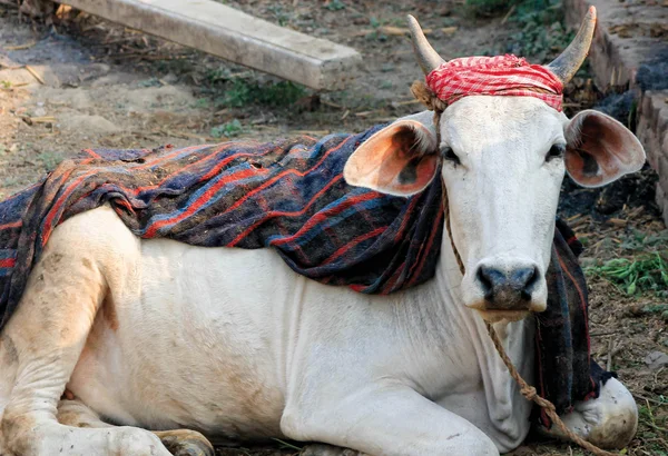 Индийская корова — стоковое фото