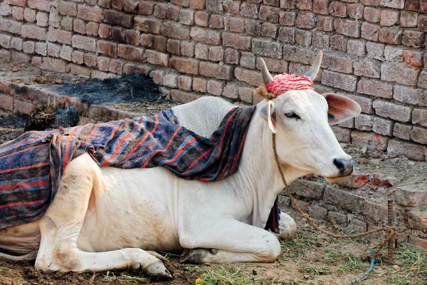 Индийская корова — стоковое фото