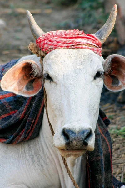 Indian cow — Stock Photo, Image