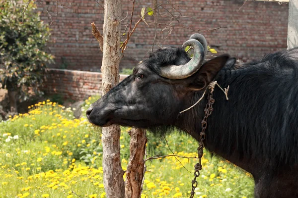 Индийский бык — стоковое фото