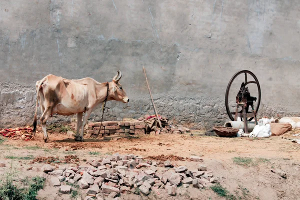 Індійська бик — стокове фото