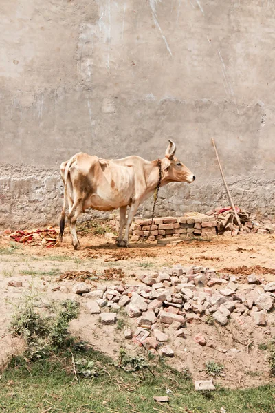 Индийский бык — стоковое фото