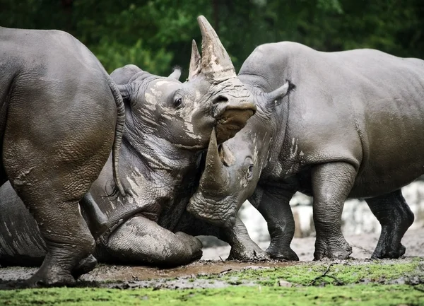 Photo of a Rhino — Stock Photo, Image