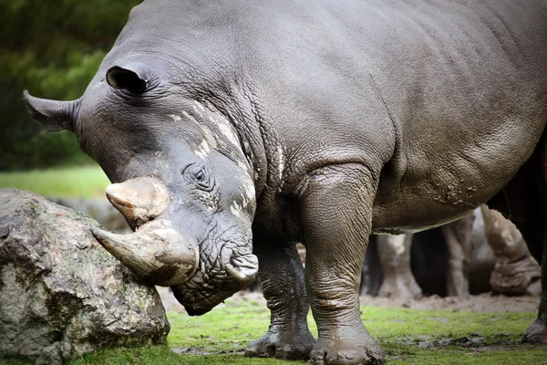 De foto's voor een rhino — Stockfoto