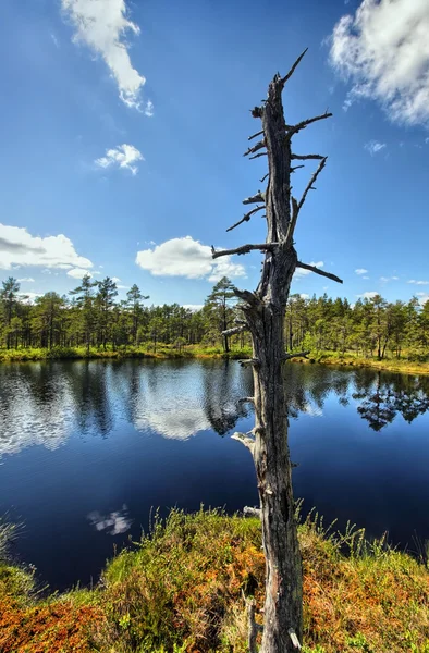 Pantano en Suecia — Foto de Stock