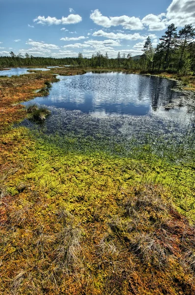 Bagno w Szwecji — Zdjęcie stockowe