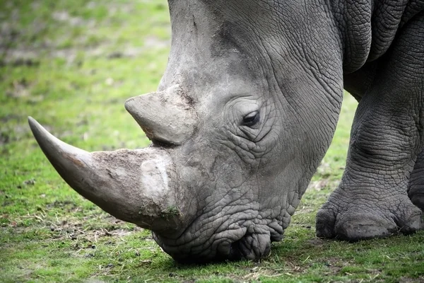 Foto da vicino di un Rhino — Foto Stock