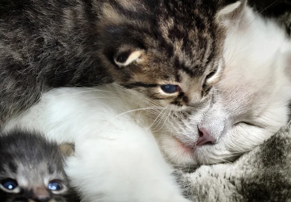 Mamma e il suo gattino — Foto Stock