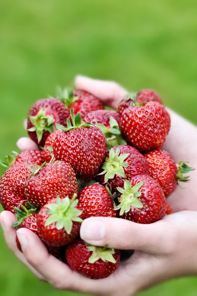 Freshly Picked Strawberries — Stock Photo, Image