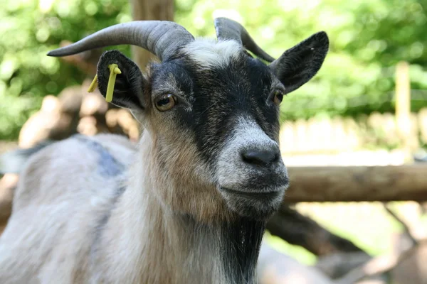 Retrato de una cabra — Foto de Stock