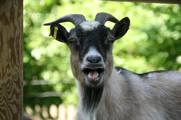 Portrait of a goat — Stock Photo, Image