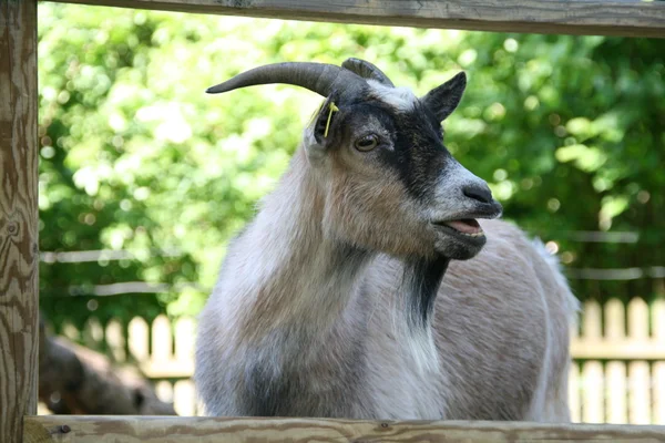 Portret kozy — Zdjęcie stockowe