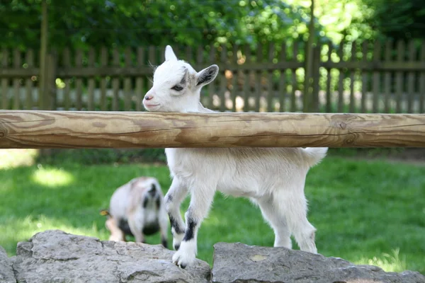 Retrato de una cabra bebé — Foto de Stock