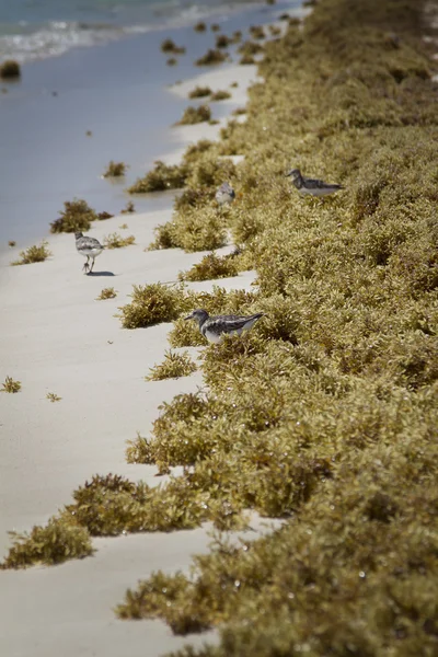 Sandpiper на пляже — стоковое фото