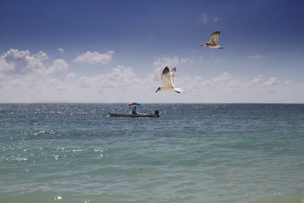 Лодка и чайка — стоковое фото