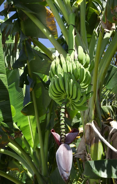 Plátano en flor —  Fotos de Stock