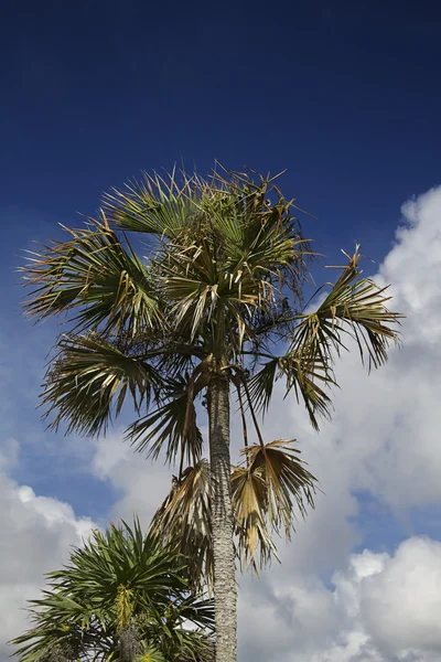 Palmeira seca — Fotografia de Stock