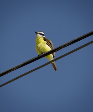büyük kiskadee