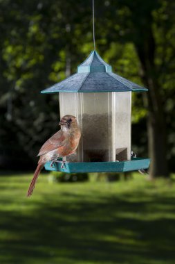 Female cardinal clipart