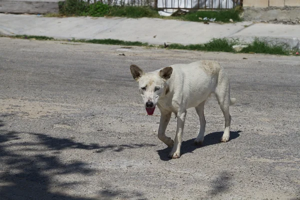 stock image Mexican stray