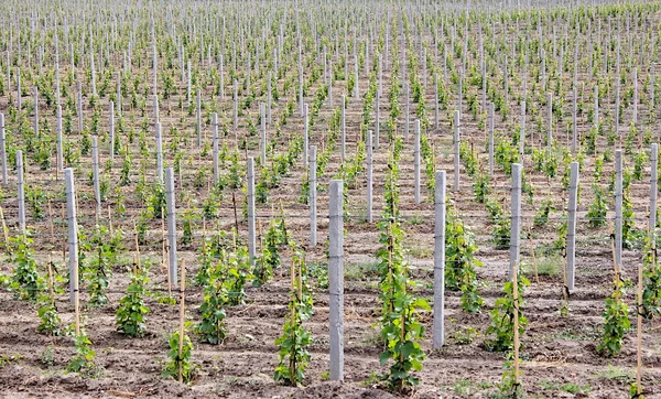 stock image Vineyard