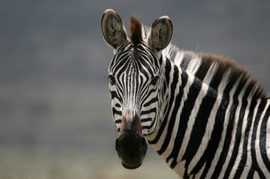 Zebra - serengeti safari, Tanzanya, Afrika
