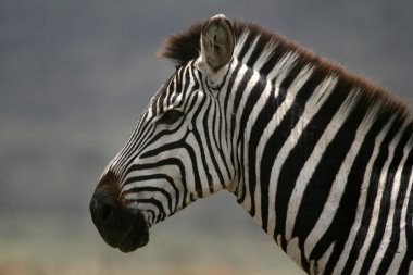 Zebra - Serengeti Safari, Tanzania, Africa clipart