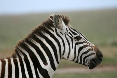 Zebra - serengeti safari, Tanzanya, Afrika