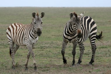 Zebra - serengeti safari, Tanzanya, Afrika