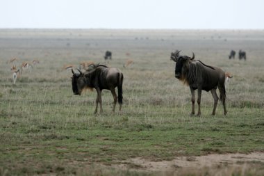 Manda - serengeti safari, Tanzanya, Afrika